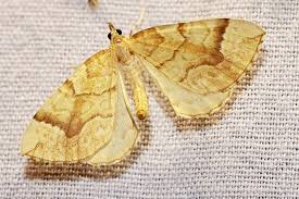 Attēlu rezultāti vaicājumam “Eulithis mellinata”