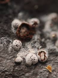 Attēlu rezultāti vaicājumam “Didymium difforme”