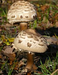 Attēlu rezultāti vaicājumam “Macrolepiota rhacodes”