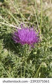 Attēlu rezultāti vaicājumam “Cirsium acaule fruit”