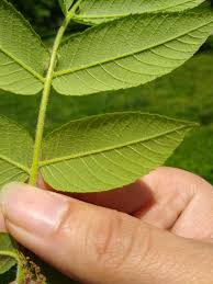 Attēlu rezultāti vaicājumam “Juglans cinerea leaf”