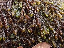 Attēlu rezultāti vaicājumam “Anastrophyllum hellerianum”