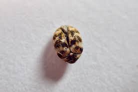 Attēlu rezultāti vaicājumam “Anthrenus sp.”