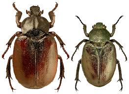 Attēlu rezultāti vaicājumam “Osmoderma barnabita”