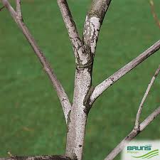 Attēlu rezultāti vaicājumam “Salix daphnoides subsp. acutifolia bud”