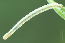 Attēlu rezultāti vaicājumam “Eupithecia subumbrata”