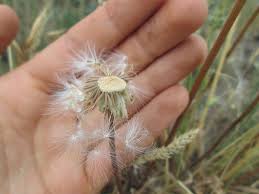 Image result for Agoseris major