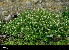 Image result for Rorippa nasturtium-aquaticum