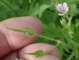 Attēlu rezultāti vaicājumam “Geranium pusillum flower”