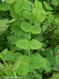 Attēlu rezultāti vaicājumam “Vicia pisiformis”