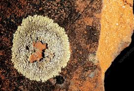 Attēlu rezultāti vaicājumam “Lecanora muralis”