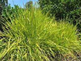 Attēlu rezultāti vaicājumam “Alopecurus pratensis”