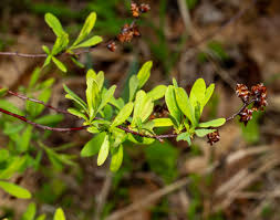 Attēlu rezultāti vaicājumam “Myrica gale male flower”