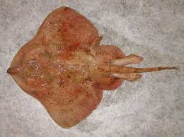 Image result for Amblyraja radiata