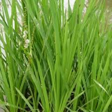 Attēlu rezultāti vaicājumam “Sparganium minimum leaf”