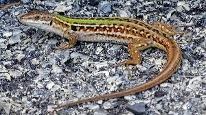 Attēlu rezultāti vaicājumam “Lycogala irregulare sessile”