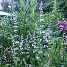 Image result for Campanula lingulata