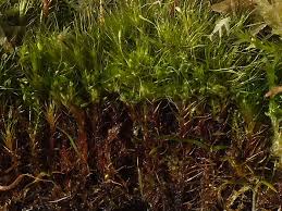 Attēlu rezultāti vaicājumam “Campylopus pyriformis”