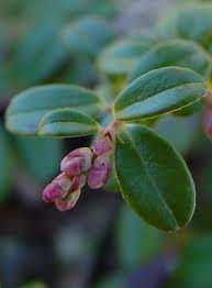 Attēlu rezultāti vaicājumam “Vaccinium uliginosum flower”