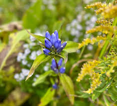 Attēlu rezultāti vaicājumam “Gentiana pneumonanthe flower”