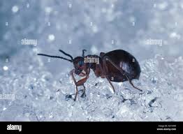 Attēlu rezultāti vaicājumam “Biorhiza pallida”