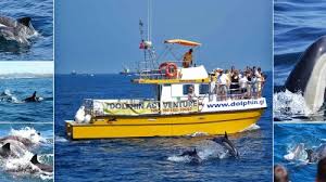 Image result for Adventure Dolphin