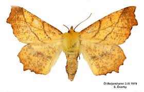 Attēlu rezultāti vaicājumam “Ennomos alniaria”