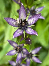 Attēlu rezultāti vaicājumam “Swertia perennis flower”