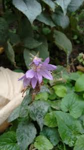 Attēlu rezultāti vaicājumam “Campanula rapunculoides flower”