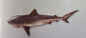 Image result for Galeocerdo cuvier