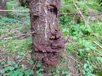 Attēlu rezultāti vaicājumam “Inonotus leporinus”