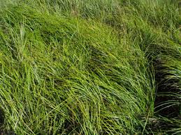 Attēlu rezultāti vaicājumam “Carex atherodes”