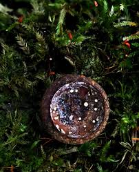 Attēlu rezultāti vaicājumam “Reticularia lycoperdon young”