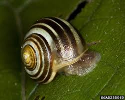 Attēlu rezultāti vaicājumam “Cepaea nemoralis”