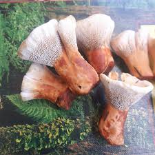 Attēlu rezultāti vaicājumam “Hydnellum aurantiacum”