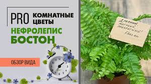 Image result for НЕФРОЛЕПИС (Nephrolepis