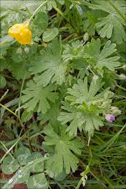 Attēlu rezultāti vaicājumam “Geranium pusillum flower”