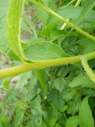 Attēlu rezultāti vaicājumam “Symphytum asperum leaf”
