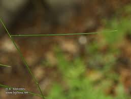 Attēlu rezultāti vaicājumam “Poa nemoralis leaf”