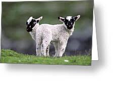 Attēlu rezultāti vaicājumam “Ovis aries juvenile”