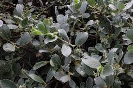 Attēlu rezultāti vaicājumam “Salix x doniana”