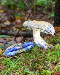 Attēlu rezultāti vaicājumam “Gyroporus cyanescens”