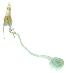 Attēlu rezultāti vaicājumam “Parapoynx stratiotata female”