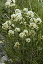 Attēlu rezultāti vaicājumam “Trifolium montanum fruit”