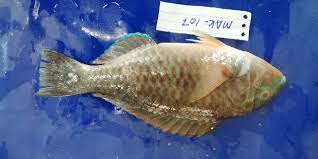 Image result for Scarus zelindae