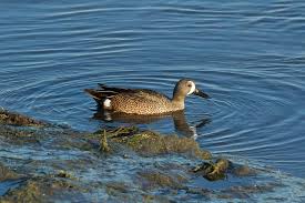 Image result for Anas discors