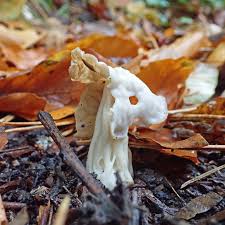 Attēlu rezultāti vaicājumam “Helvella crispa”