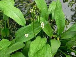 Attēlu rezultāti vaicājumam “Alisma plantago-aquatica”