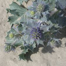 Attēlu rezultāti vaicājumam “Eryngium maritimum”