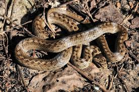 Attēlu rezultāti vaicājumam “Coronella austriaca adult”